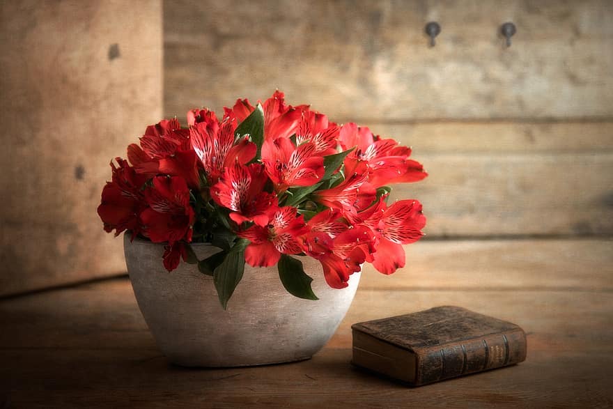 masih hidup, bunga-bunga, Book, pot, pengaturan, seikat bunga, pot bunga, berkembang, mekar, bunga merah