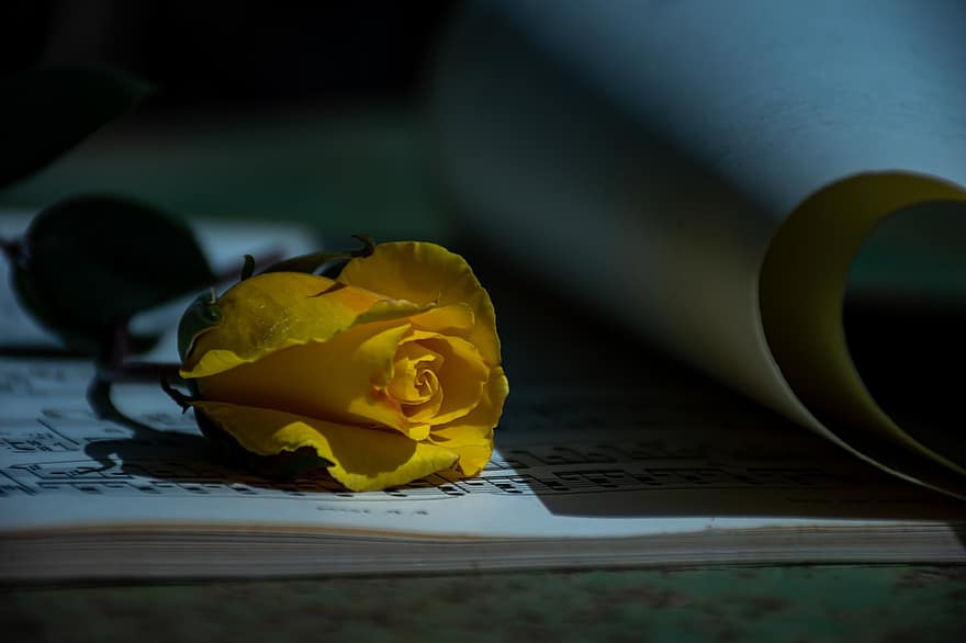 gul rose, romantisk, poesi, årgang, lesning, åpen bok, frisk rose, lesehest, roman, tekst, bokdag