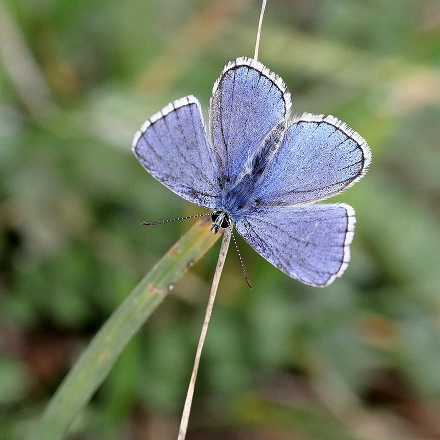 közös kék, pillangó, szárnyak, pillangószárnyak, kék pillangó, szárnyas rovar, rovar, lepidoptera, rovartan, fauna, természet
