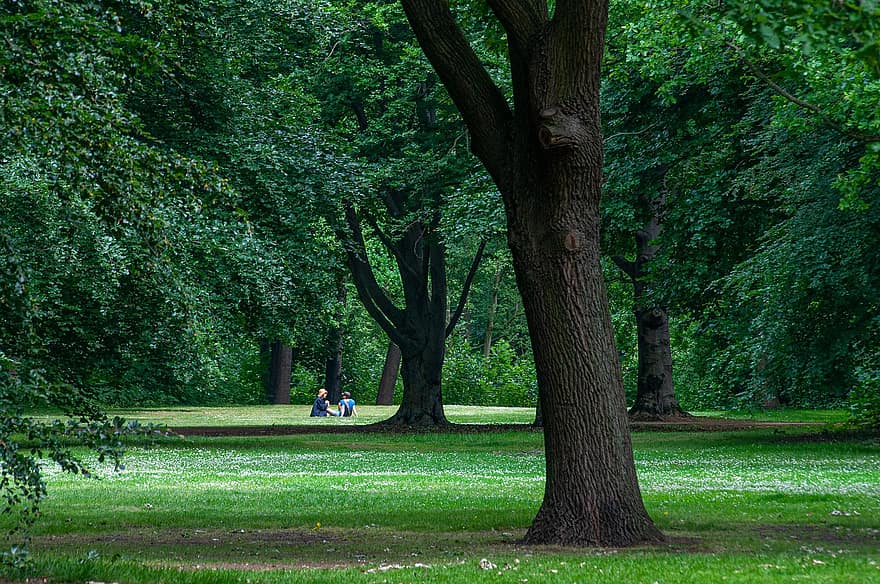 Park, Trees, Green, Meadow, Lawn, tree, summer, men, forest, green color, grass