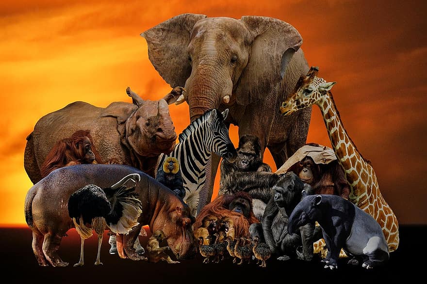 állatok, Afrika, vadvilág, elefánt, zsiráf, gorilla, zebra, strucc, orrszarvú, vadon élő állatok, szafari állatok