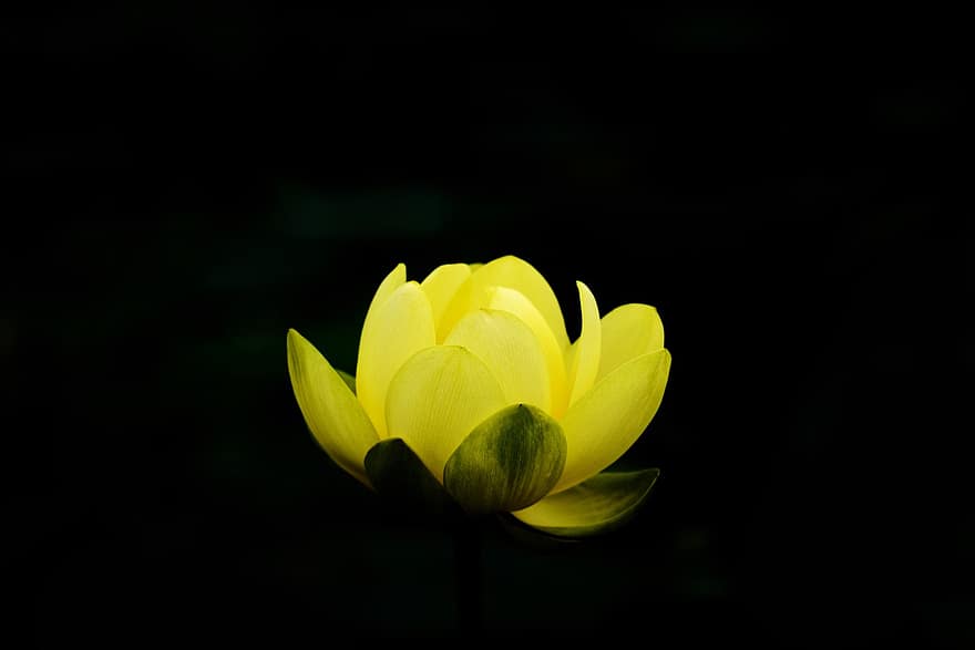 lotosas, gėlė, lotuso gėlė, geltona gėlė, žiedlapių, geltonos žiedlapės, žydi, žiedas, vandens augalų, flora