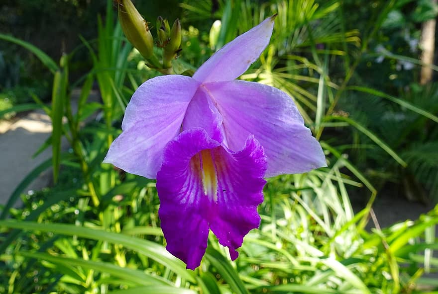 орхідея, квітка, пурпурна квітка, пелюстки, фіолетові пелюстки, цвітіння, флора, Рослина, Арундіна, Arundina Graminifolia, лист