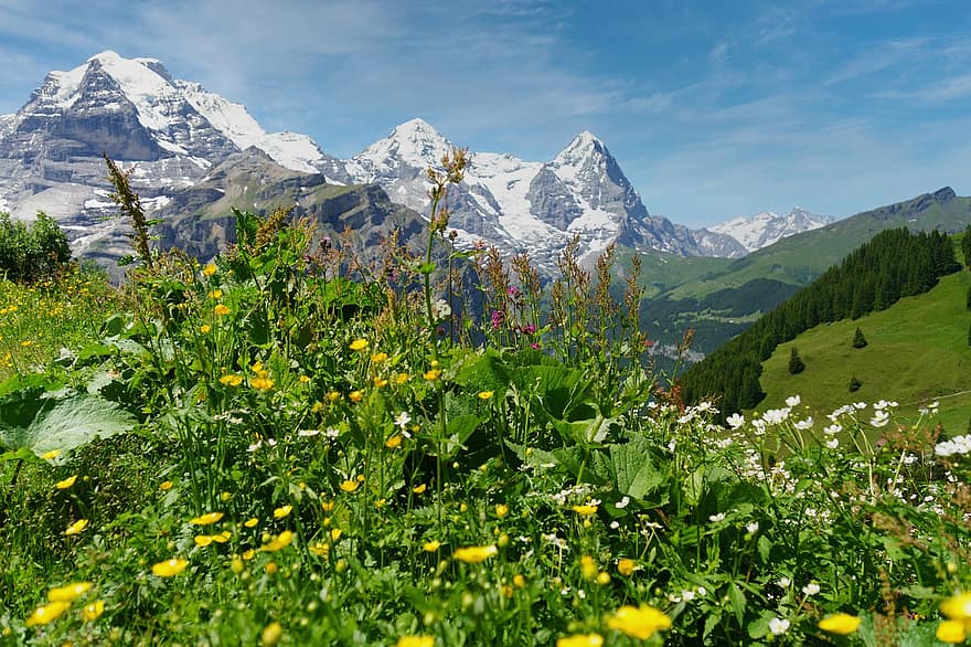 планини, монах, панорама, Айгер, девица, Швейцария, природа, планина, ливада, трева, пейзаж