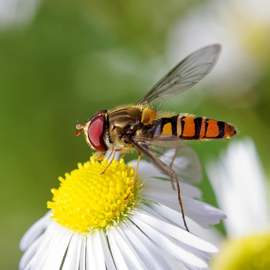 πετάξτε μύγα, έντομο, γονιμοποιώ άνθος, γονιμοποίηση, λουλούδι, φτερωτό έντομο, παρασκήνια, φύση, υμενοπτέρα, εντομολογία, macro