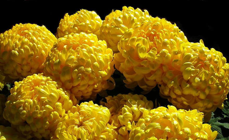 bunga-bunga, krisan, bunga kuning, alam, buket, taman, kuning, merapatkan, bunga, menanam, daun bunga