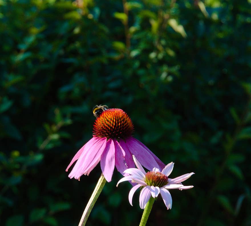 цвете, земна пчела, насекомо, природа, цвят, лято, розов