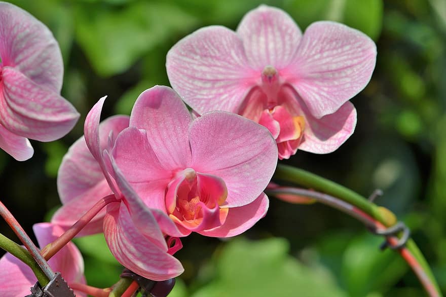 orchideák, virágok, szirmok, orchidea virág, virágzik, virágzás, növény, természet, egzotikus
