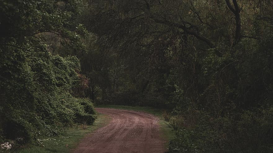 la carretera, camino de tierra, bosque, camino, naturaleza