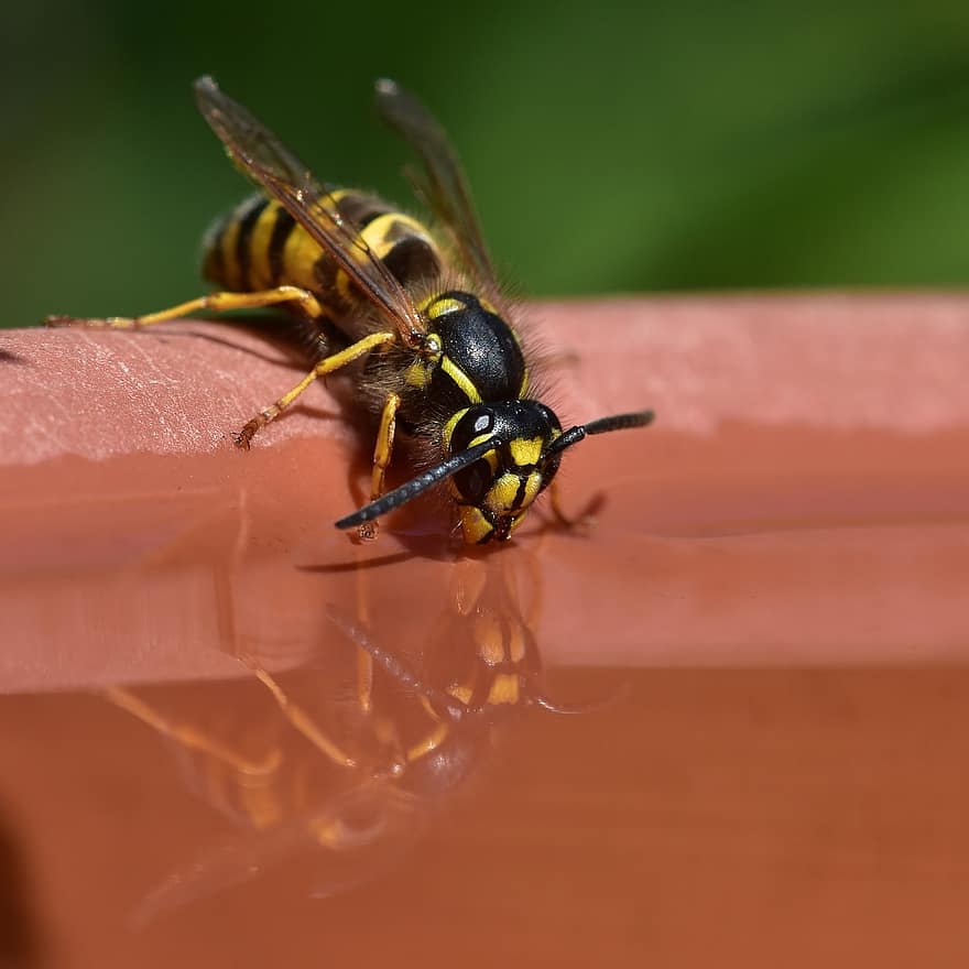 vespa, inseto, animal, agua, bebendo, vespa comum, reflexão, fechar-se, abelha, macro, amarelo