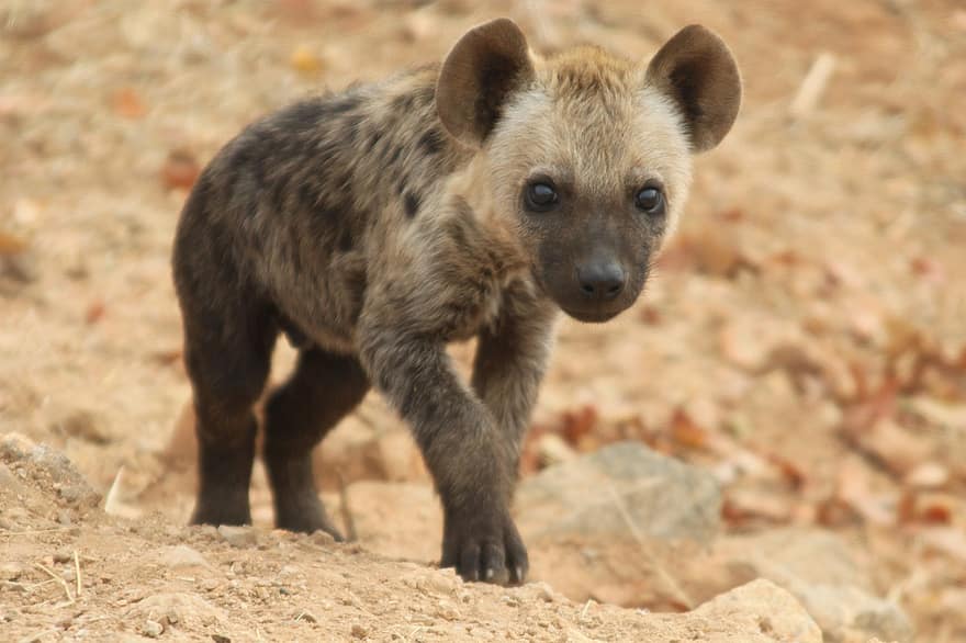 hiena, jove, mamífer, animal, naturalesa, vida salvatge