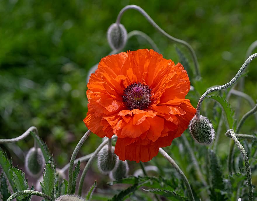 opium, poppy oranye, bunga, bunga oranye, kelopak, kelopak oranye, berkembang, mekar, flora, alam