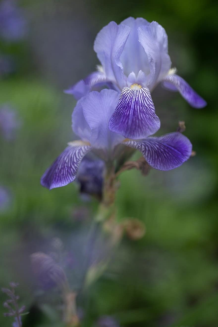 iris, violetinė gėlė, barzdotasis rainelis, gėlė, žiedas, žydi, sodas, pobūdį, Iš arti, augalų, violetinė