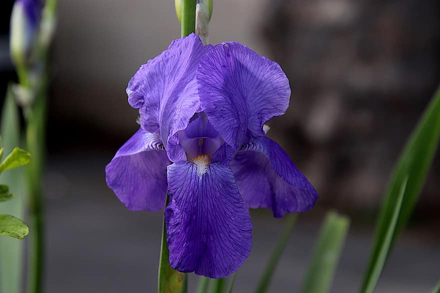 iris, blomma, trädgård, blå blomma, kronblad, blå kronblad, växt, flora, natur, närbild, lila