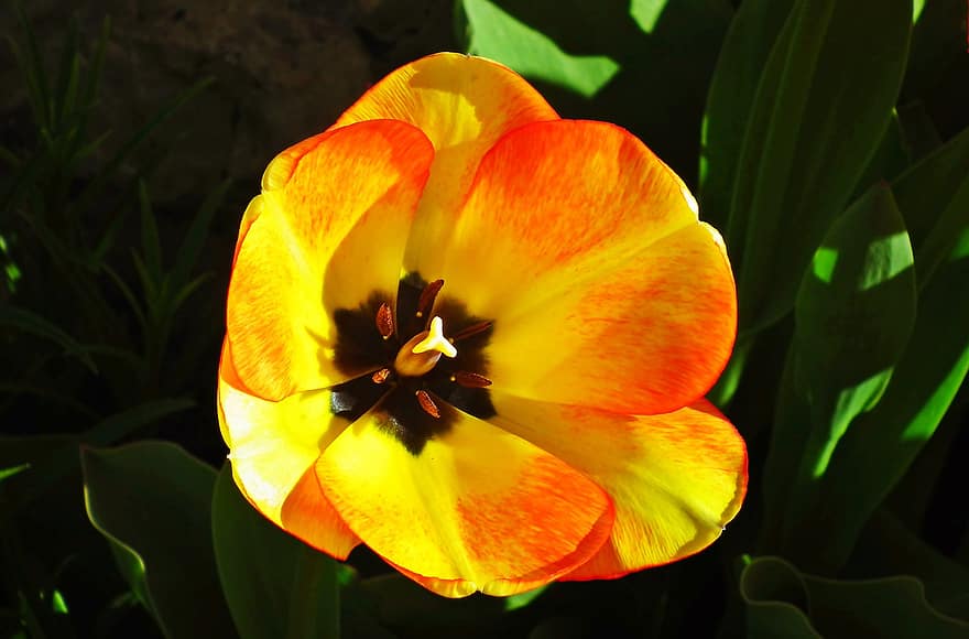 las flores, tulipán, primavera, naturaleza, planta, jardín, los pétalos, de colores, de cerca