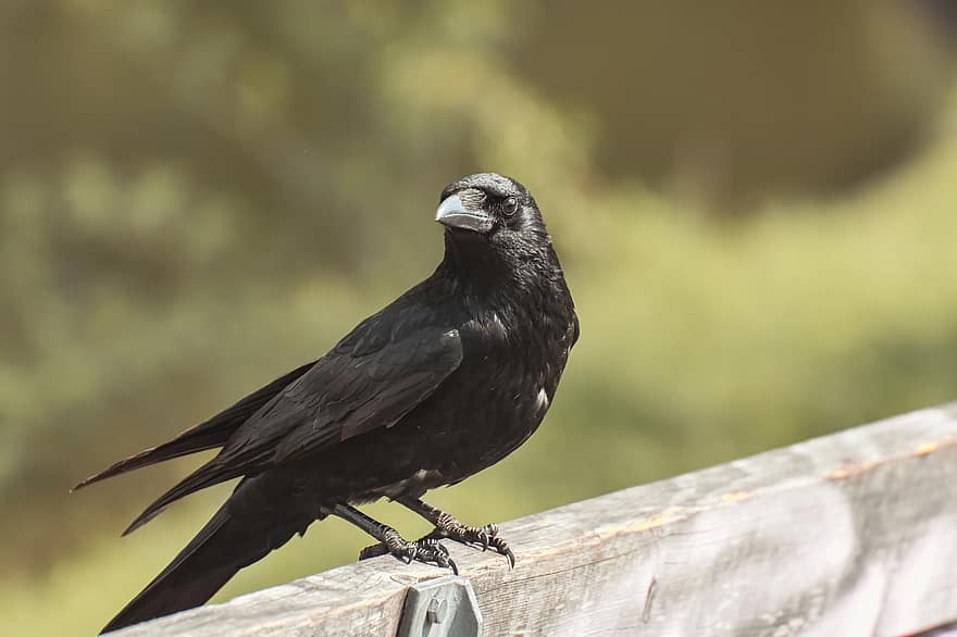Crow, Bird, Raven Bird, Carrion Crow, Black Bird, Animal World, Feathers, Plumage, Bill, Nature, Ave
