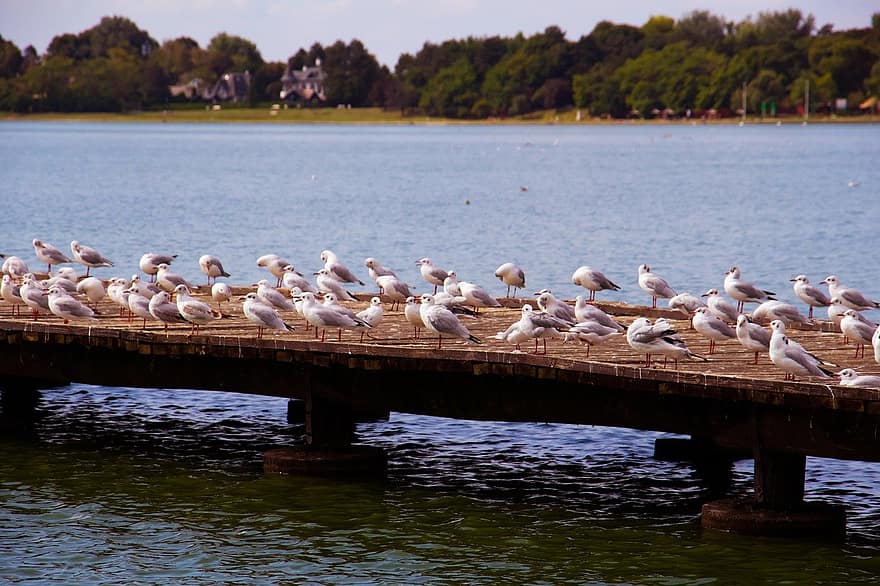 seagulls, lake, birds