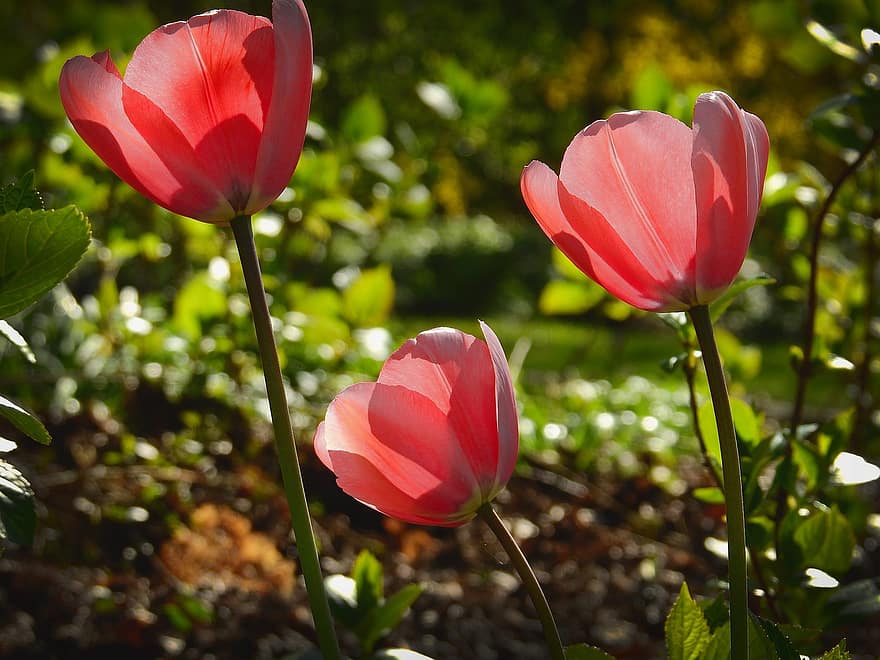 bông hoa, cây, hoa tulip, thân cây, cánh hoa, vườn, mùa xuân, nở sớm, bokeh