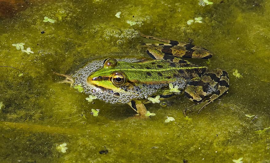 жаба, езерце, мехурчета, животно, фауна, batrachian, зелен, мус, водата, репродукция, заобикаляща среда