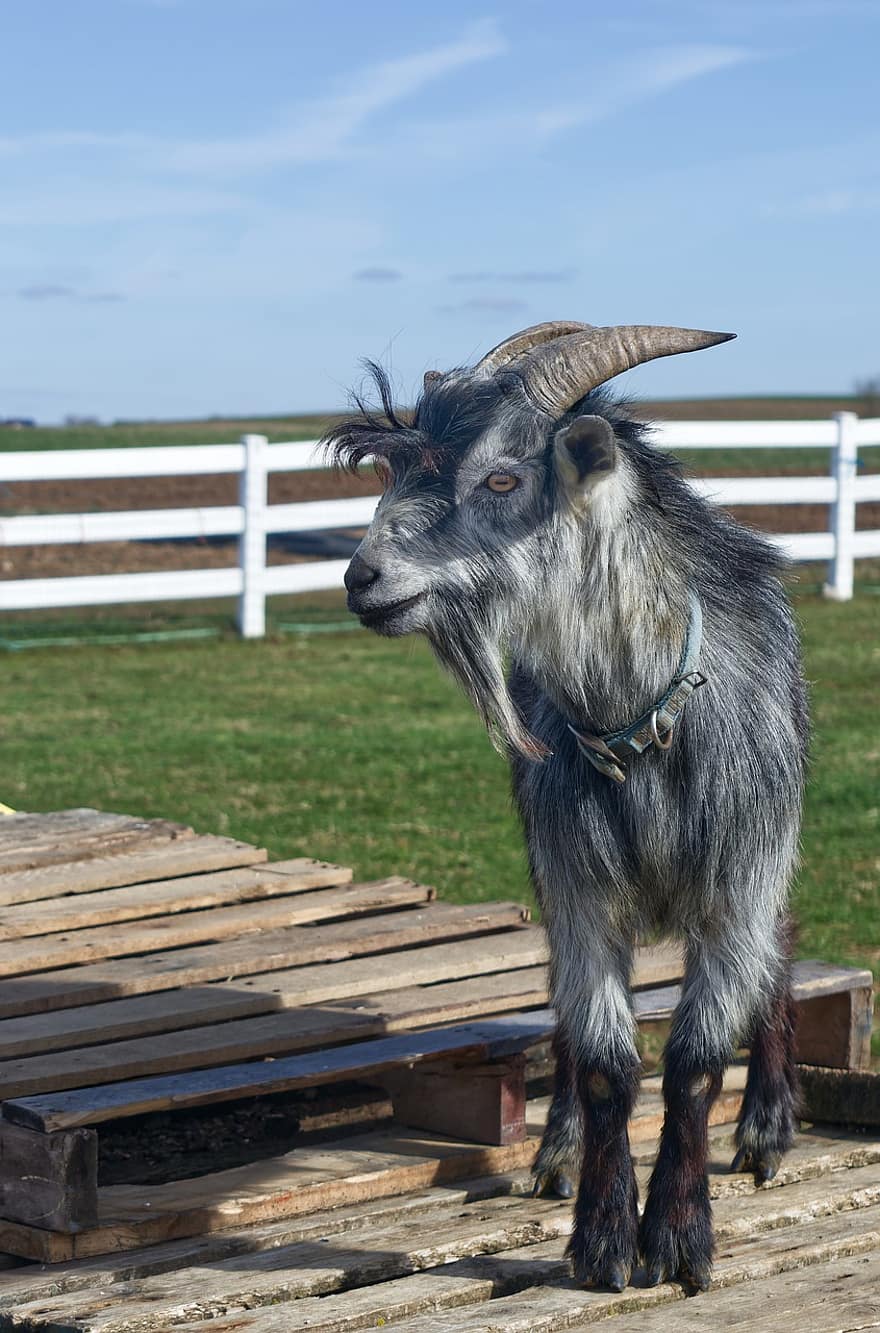 Goat, Horns, Farm, Amish, Mountain Goat, Species, Fauna, Animal