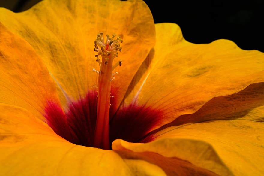 Hibiscus, Yellow Flower, Stamen, Flower, Nature, Blossom, Flora