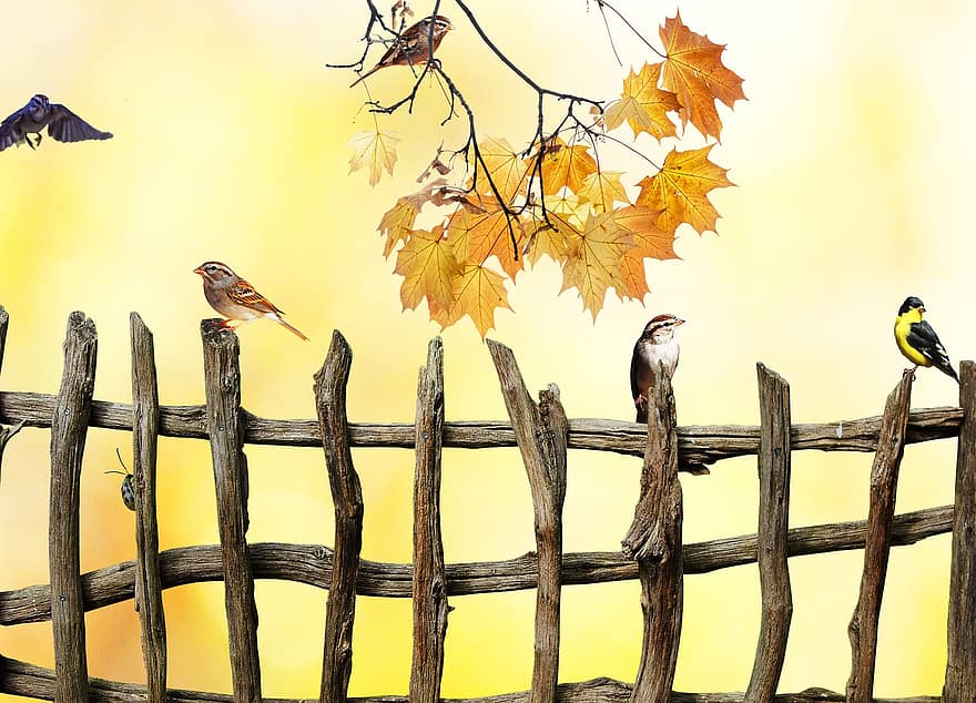 paukščių, klevo lapai, tvora, mediena, rudenį, filialas, sėdi, žvirbliai, rūdys, spalvinga, sezoną