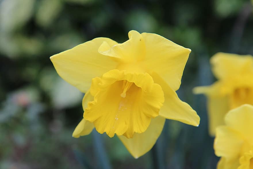Daffodil, Flower, Plant, Narcissus, Yellow Narcissus, Yellow Flower, Garden, Spring, Nature, close-up, yellow