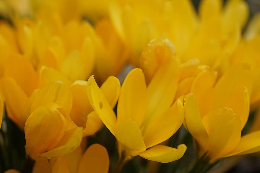 Crocus Flavus, những bông hoa, cây, crocus vàng, cánh hoa, hoa, mùa xuân, Thiên nhiên, màu vàng, bông hoa, cận cảnh