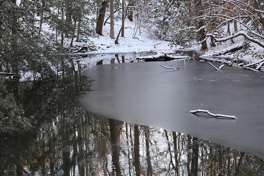 얼어 붙은 연못, 얼어 붙은 호수, 겨울, 숲, 눈, 얼음, 경치, 나무, 물, 시즌, 가을