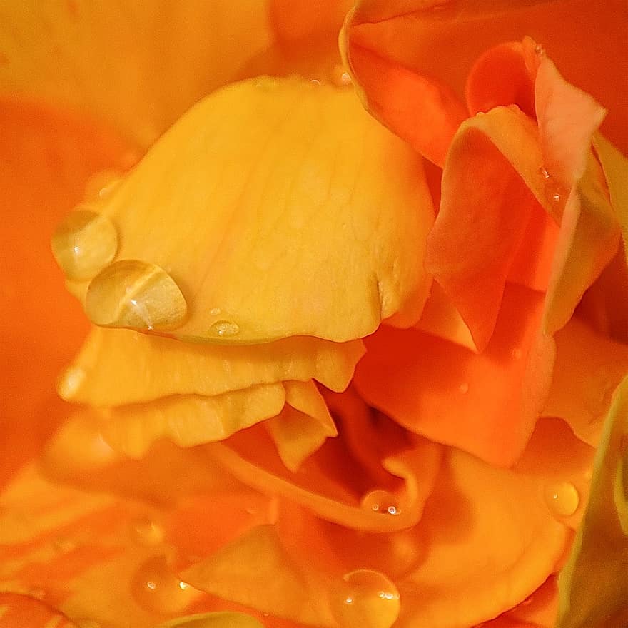Orange Flower, Flower, Macro, Nature, close-up, leaf, plant, petal, yellow, backgrounds, summer