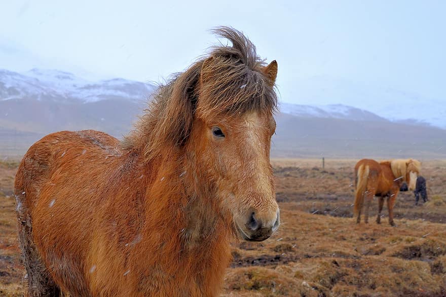 исландски кон, кон, паша, пони, животно, бозайник, конски, грива, поле, околност, природа