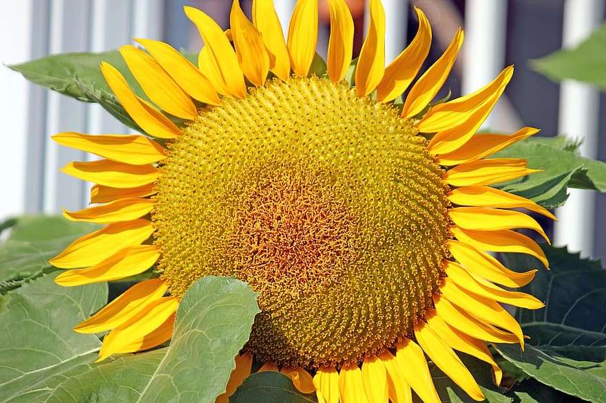 Sunflower, Plant, Bloom, Nature, Yellow, Agriculture, Colorful, Flowers, Field, Growth, Flora