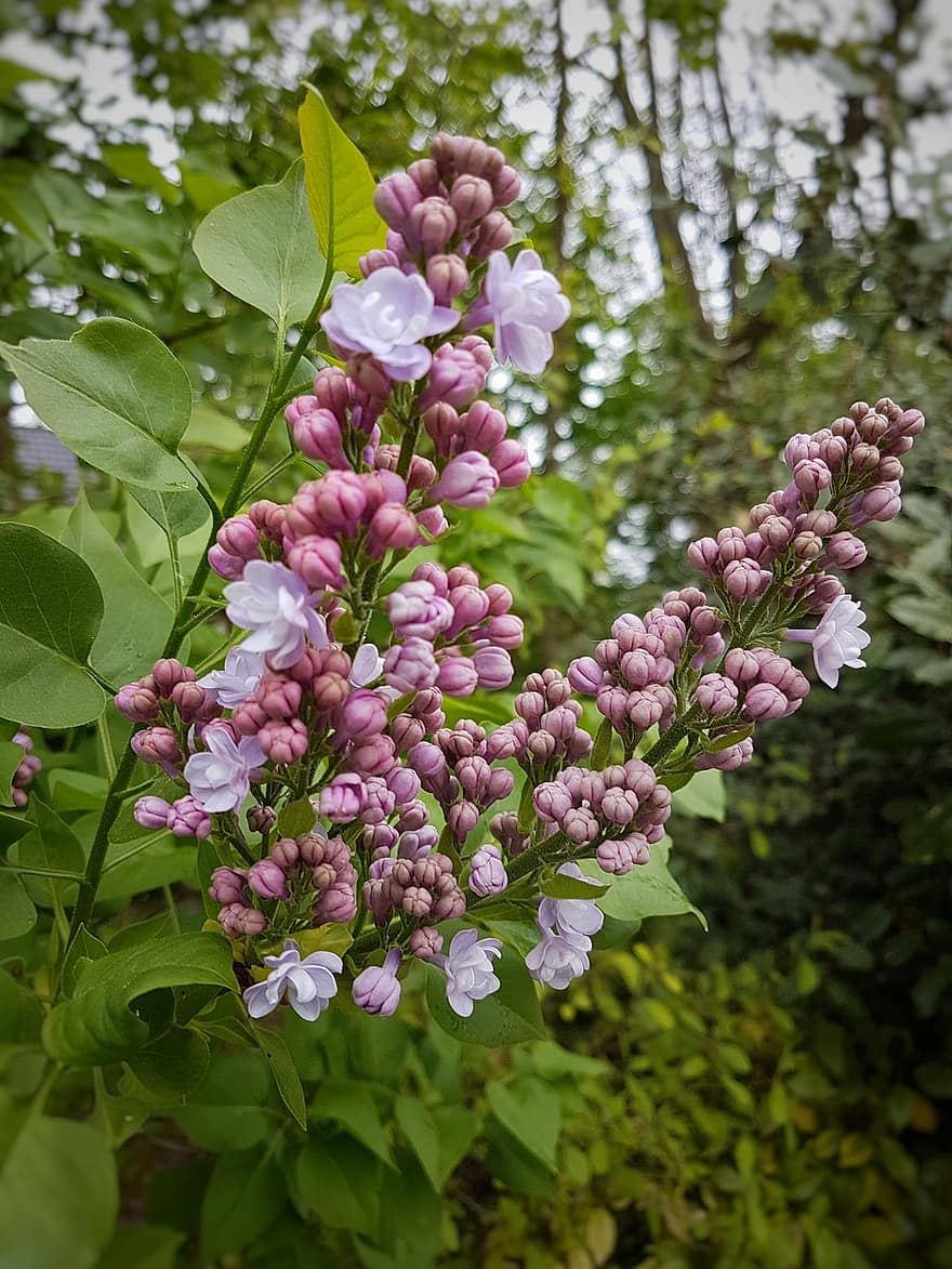 Lilac, Flowers, Plant, Buds, Pink Flowers, Petals, Bloom, Leaves, Nature, Summer