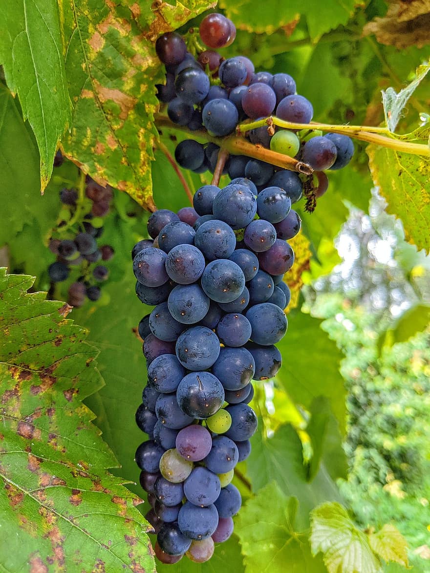 Grapes, Wine, Vines, Fruit, Grapevine, Winegrowing, Viticulture, Vineyard, Harvest, Produce, Fruits