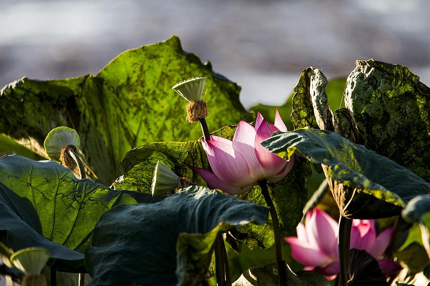 teratai, bunga-bunga, bunga lotus, bunga-bunga merah muda, daun teratai, kelopak, kelopak merah muda, berkembang, mekar, tanaman air, flora