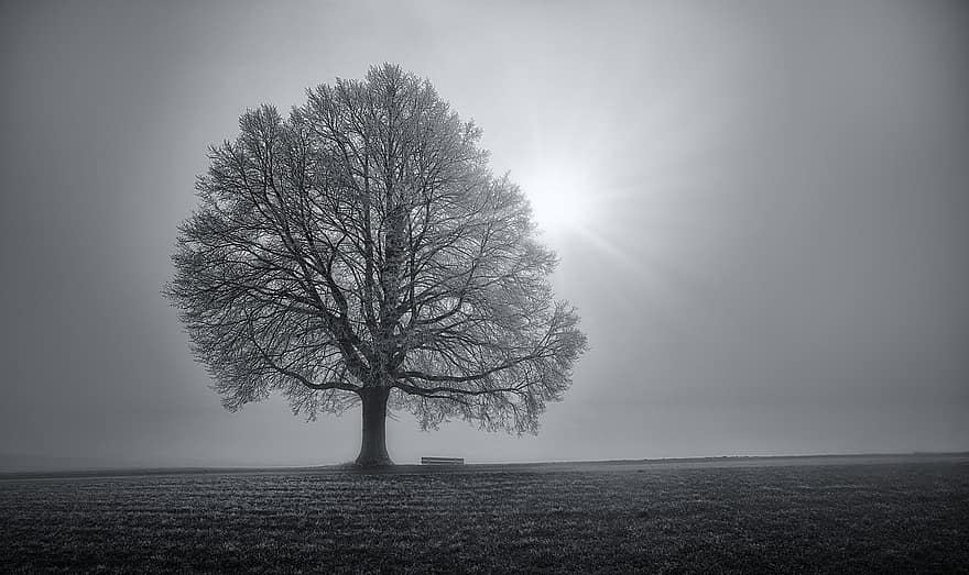дерево, поле, сніг, сонце, сонячне світло, Сонячні промені, зима, туман, холодний, містичний, самотній