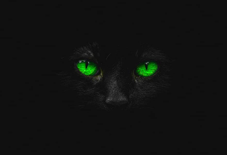 eläin, kissa, lemmikki-, kissanpentu, katse, vihreä, tapetti, tausta, lemmikit, näköinen, kissan-