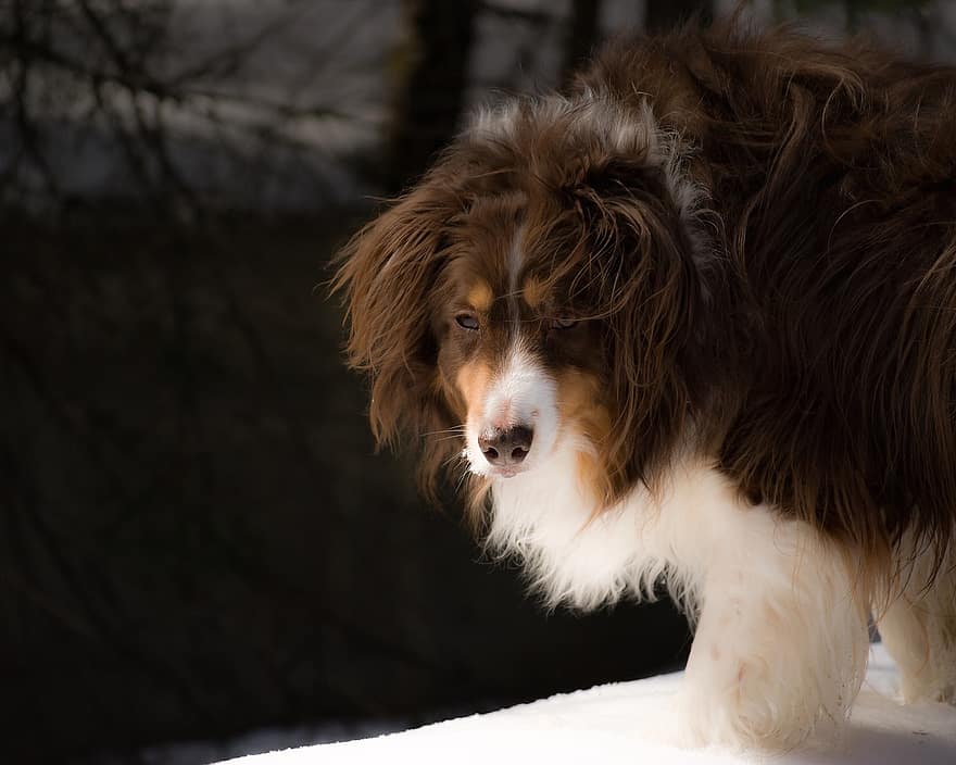 hund, australske hyrde, kjæledyr, canine, dyr, søt, pels, furry, snø, vinter