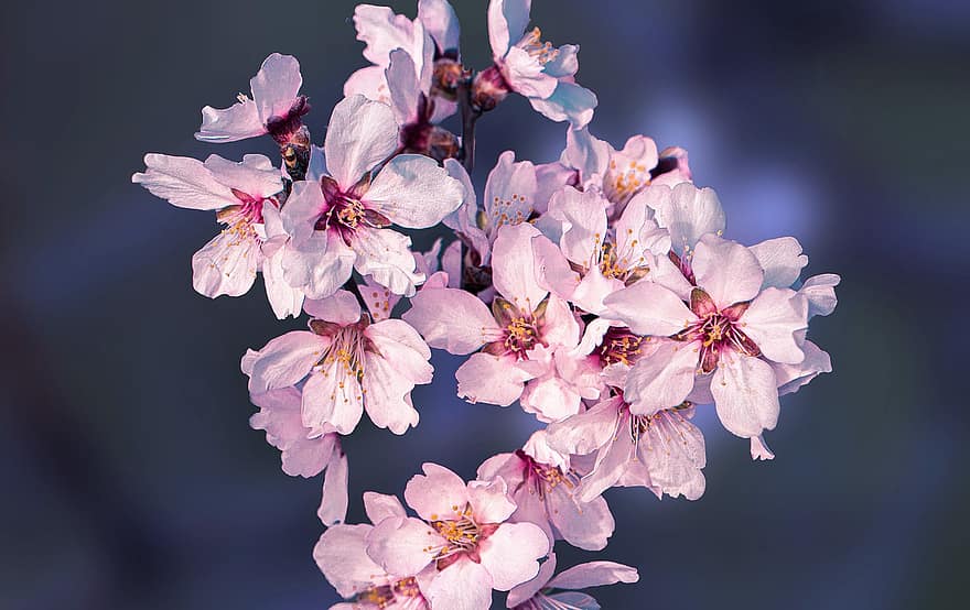 бадемовите цветове, цветя от бадеми, розови цветя, природа, пружина, цветя, едър план, цвете, пролетно време, растение, клон