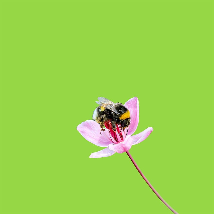 bumble bee, bi, stappla, insekt, natur, blomma, humla, sommar, vilda djur och växter, pollinera, vinge