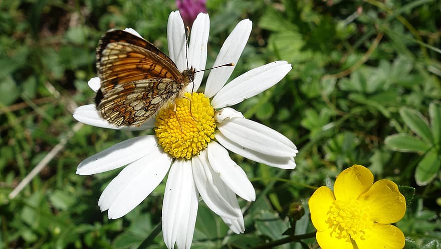 Butterfly, Insect, Daisy, Heath Fritillary, Animal, Wings, Flowers, Plant, Garden, Nature