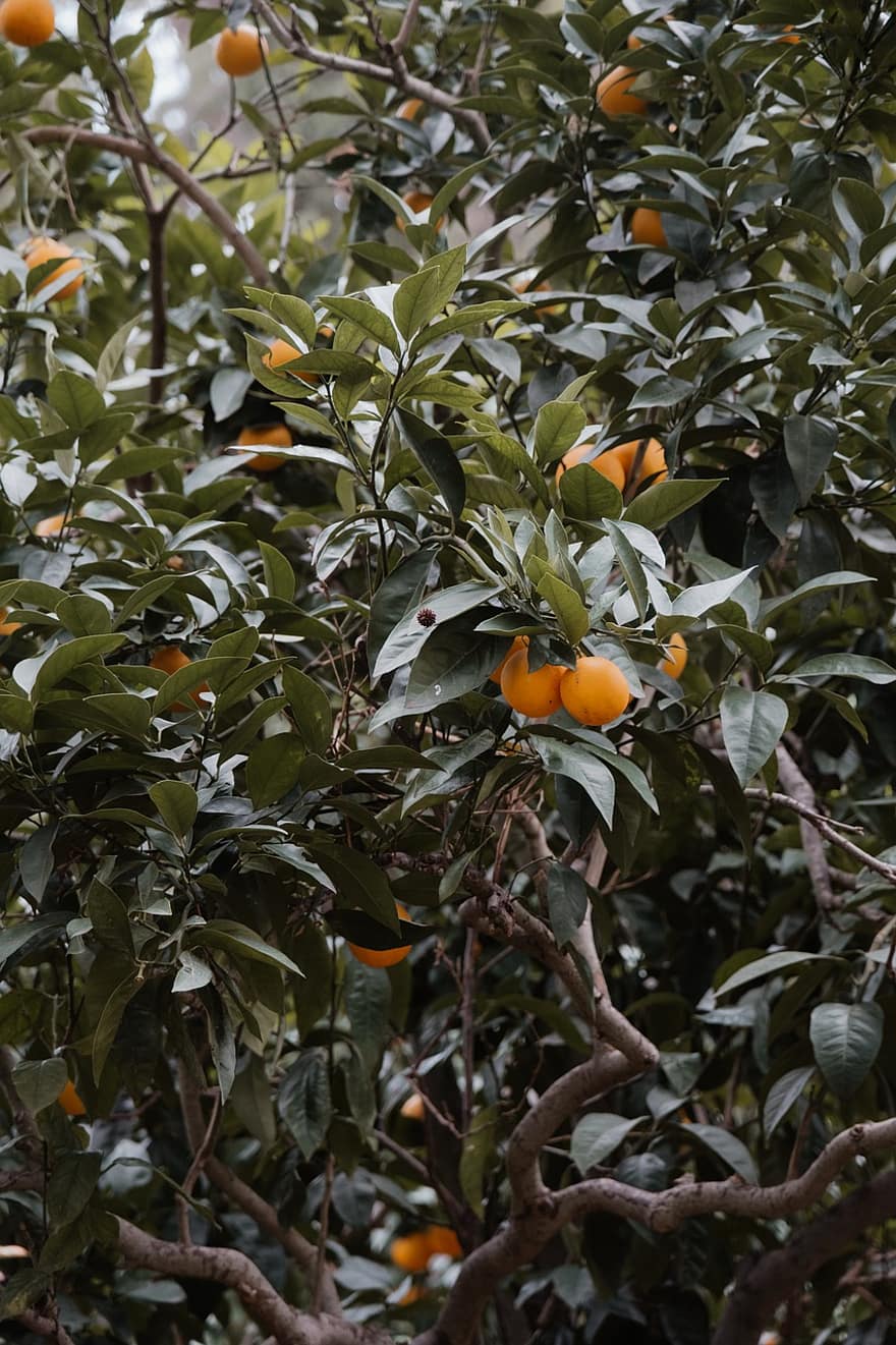 дърво, оранжев, цитрусов, органичен, растеж, природа, витамин Ц, листо, плодове, свежест, цитрусов плод