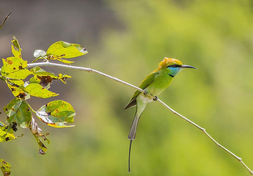 Asian Green Bee-eater, Bird, Animal, Perched, Branch, Wildlife, Plumage, Beak, Foraging, Nature, close-up