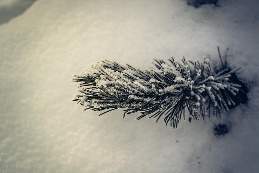 δέντρο, έλατα, κλαδια δεντρου, χειμώνας, χιόνι, φράζω, γκρο πλαν, εποχή, υπόβαθρα, διακόσμηση, κωνοφόρο δέντρο