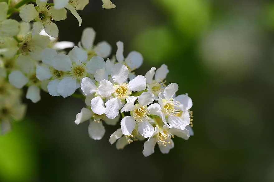 черемуха, звичайна черемуха, prunus padus, квітуча гілка, цвітіння, білі квіти, Вишневе дерево, впритул, Рослина, квітка, весна
