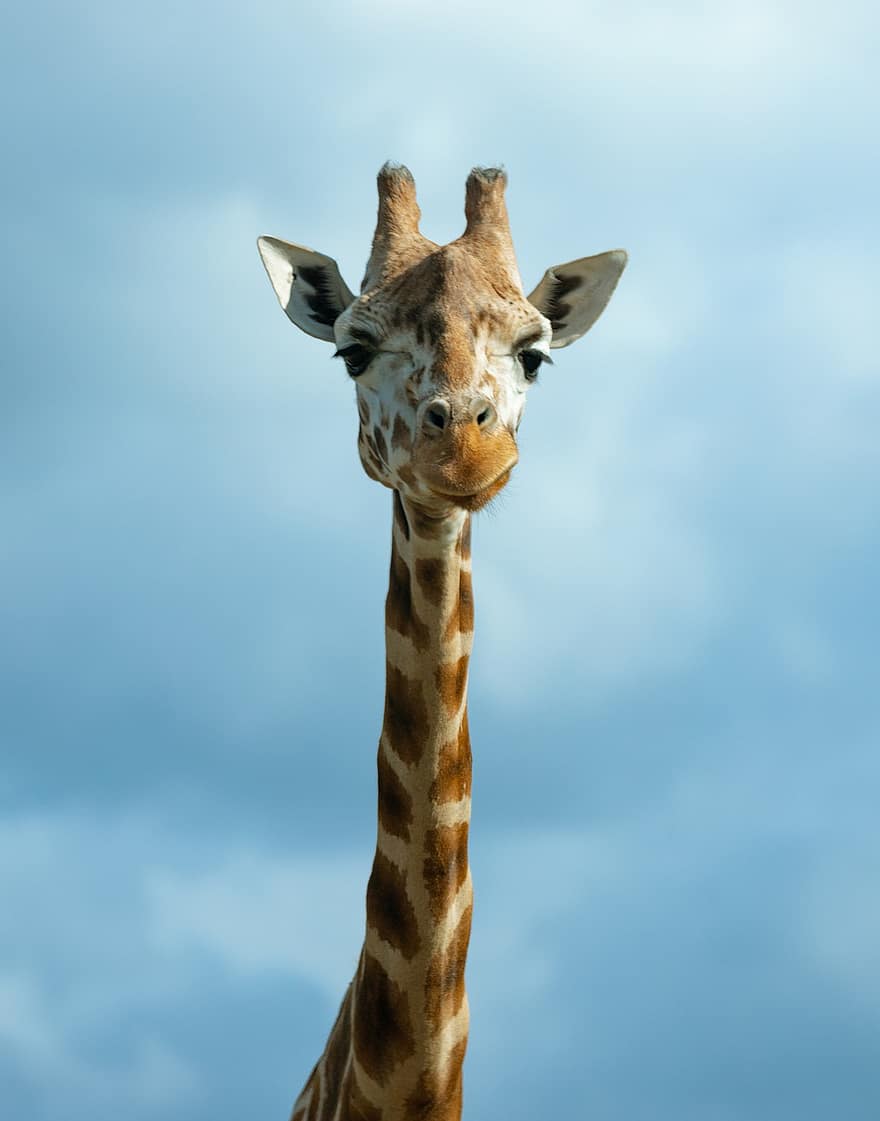 giraffa, animale, mammifero, ruminante, ritratto, safari