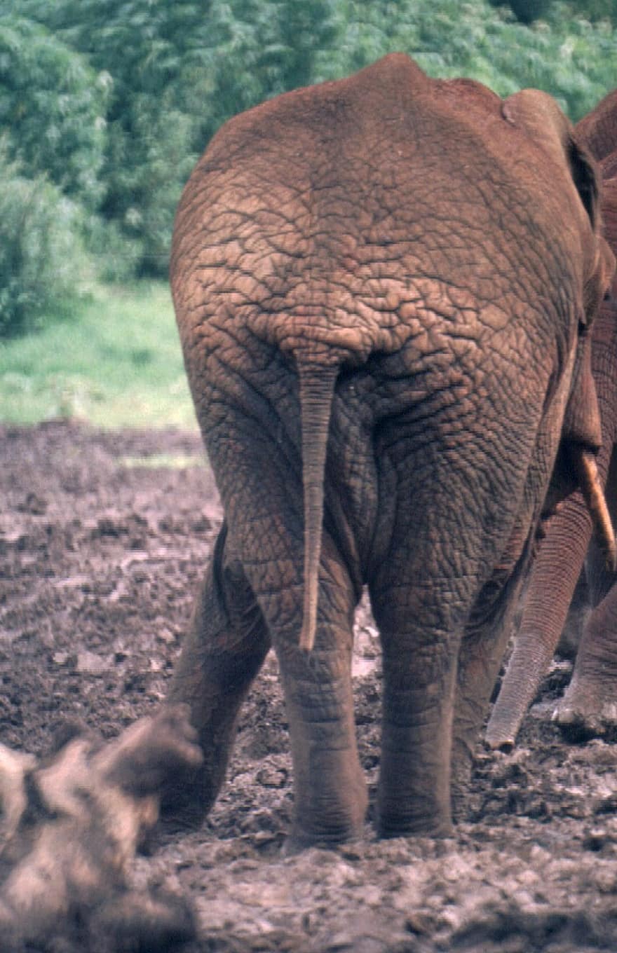 Elephant, Backside, Bottom, Tail, Back, Behind, Pachyderm, Wildlife, Mammal, Animal, Safari