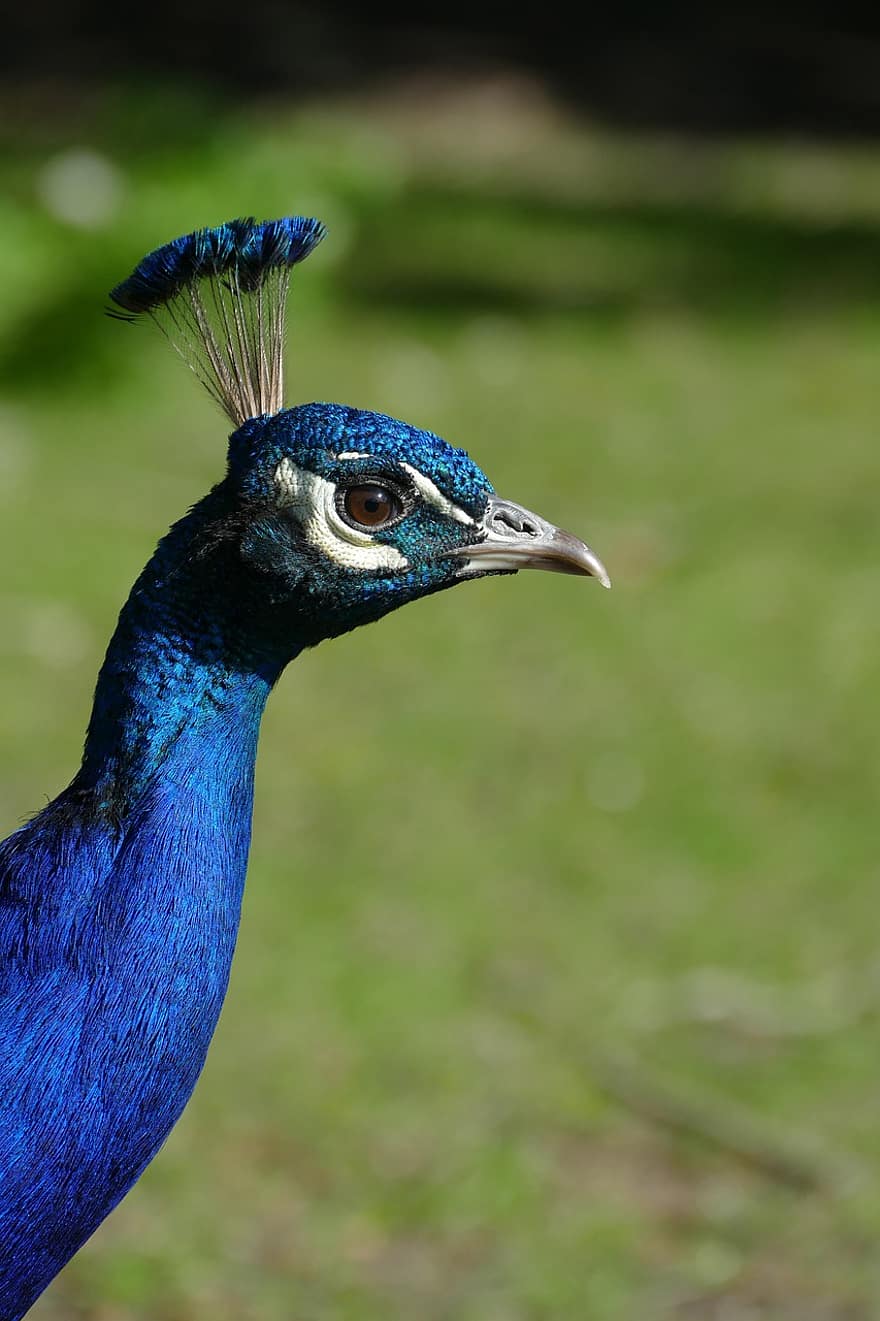 påfugl, fugl, mannlig peafowl, indisk peafowl, blå peafowl, pavo cristatus, dyr, fauna