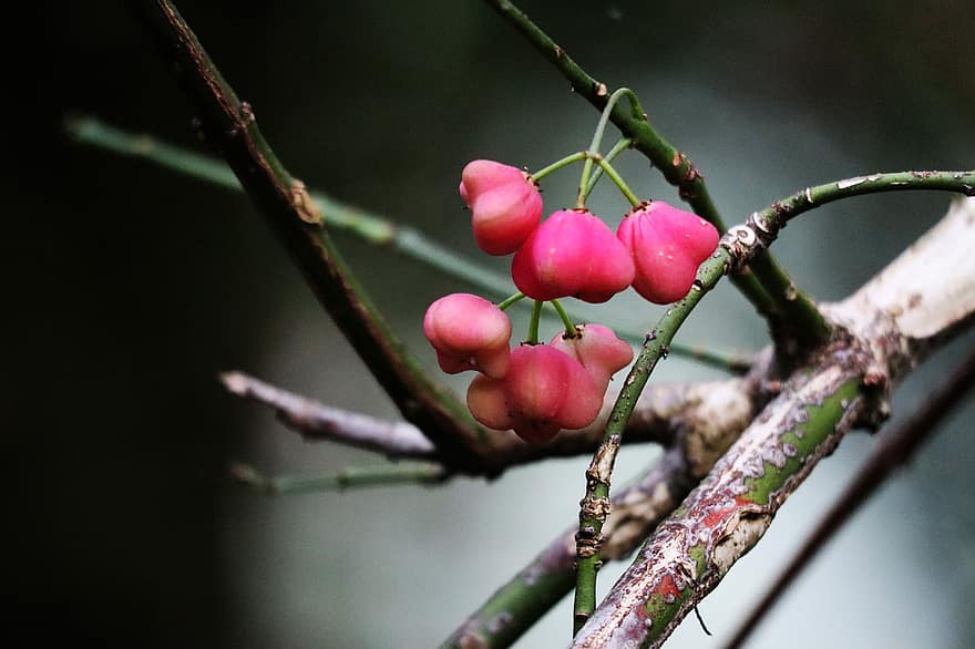 árvore de fuso, Spindle Berries, bagas cor de rosa