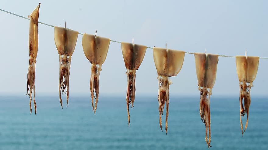 calamar, calamar seco, comida, mar, el secado, preservación, naturaleza, gangneung, Sichuan, Mariscos, de cerca